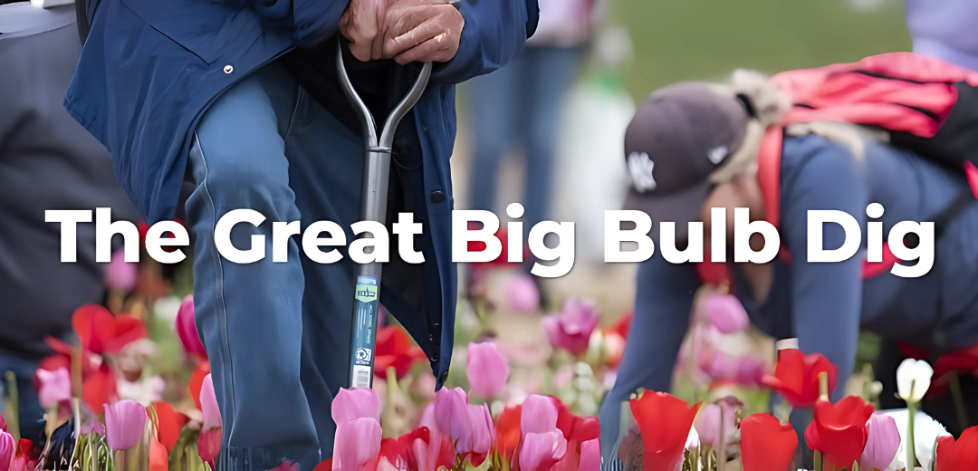 Great Big Bulb Dig